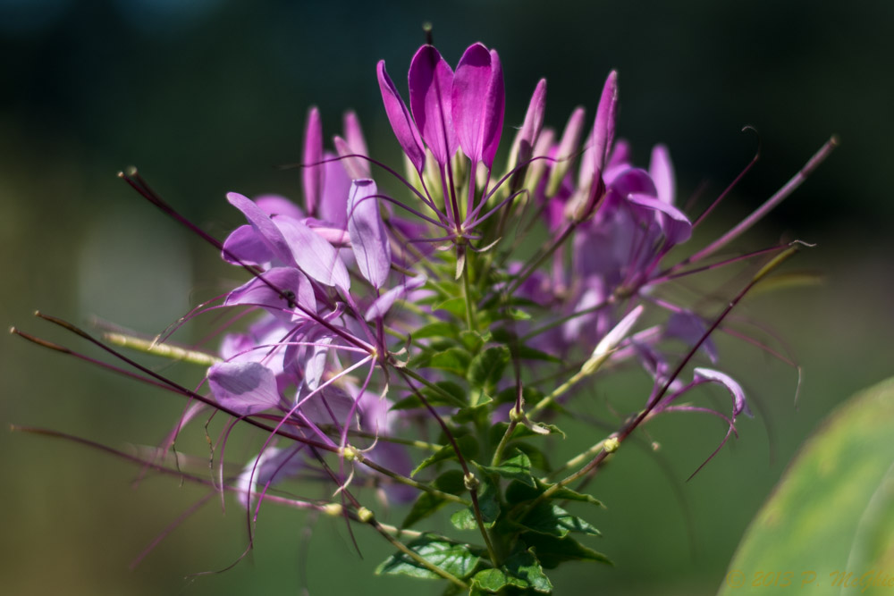 DSC_4003.jpg