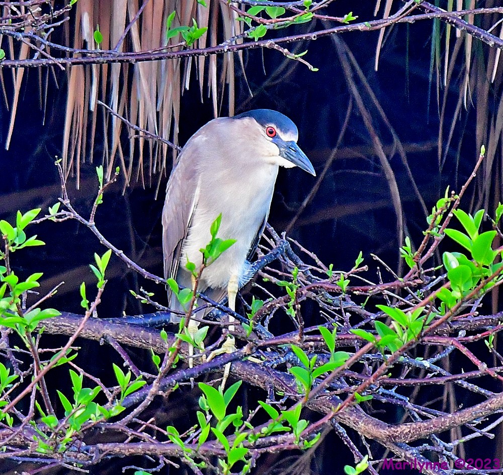 DSC_4003_001.JPG