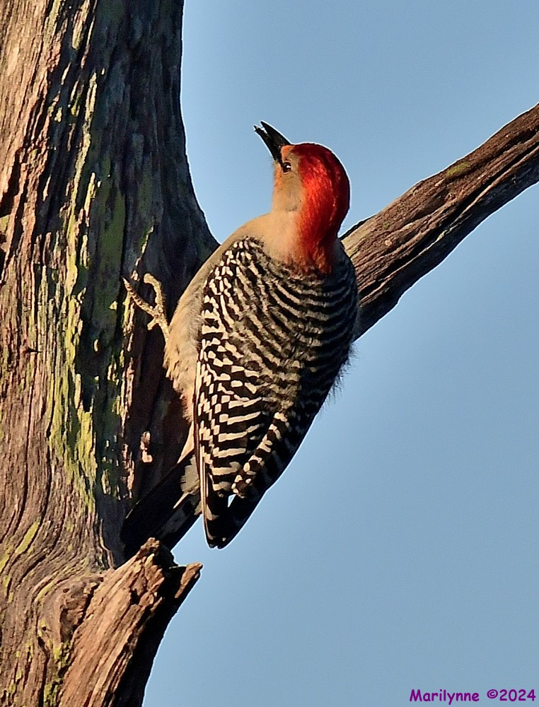 DSC_4004_001.JPG