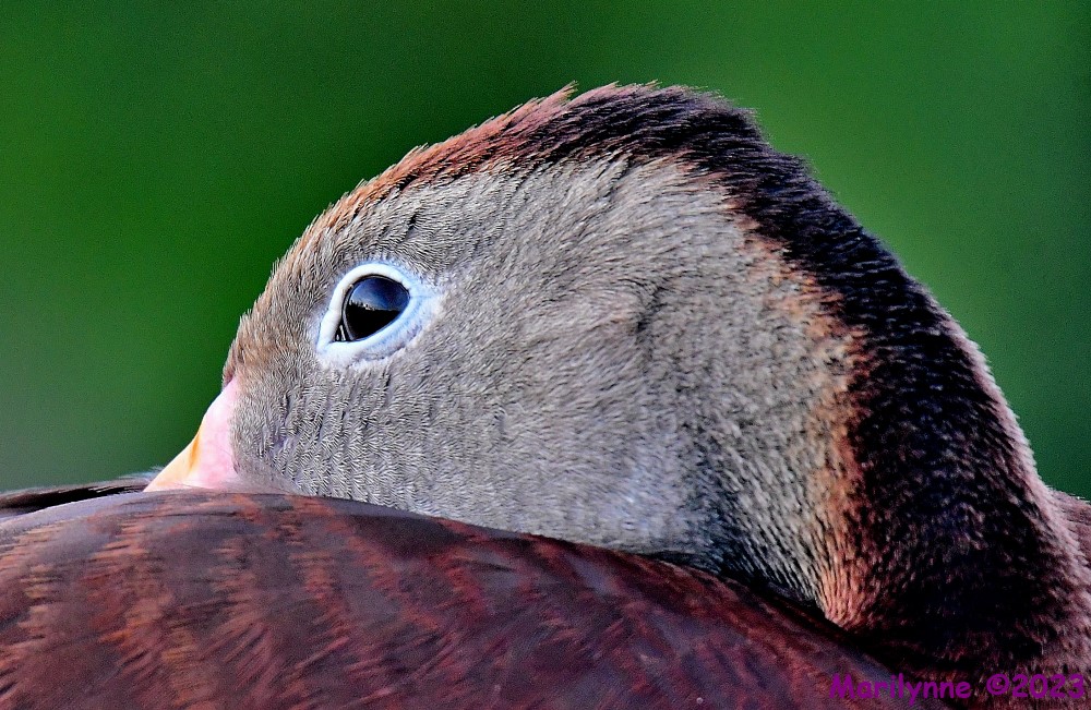 DSC_4005_001.JPG