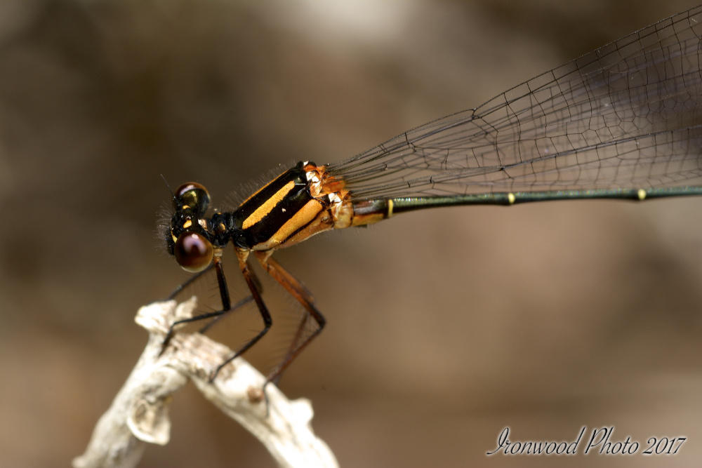 DSC_4009.jpg
