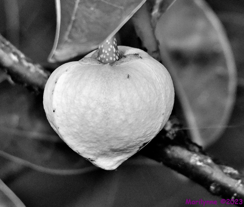 DSC_4010_001.JPG