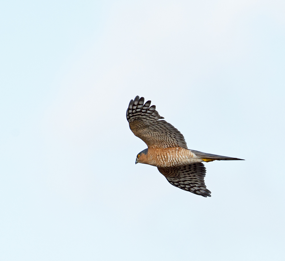 DSC_4011.jpg