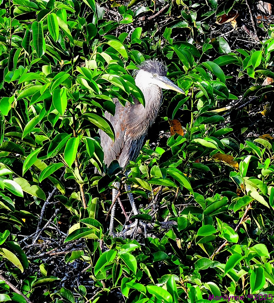 DSC_4016_001.JPG