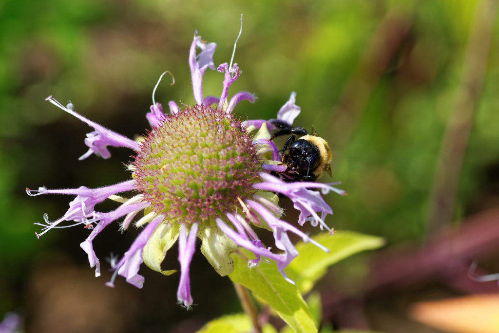 DSC_4018_DxO.jpg