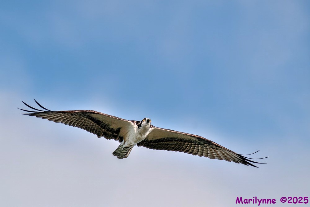 DSC_4020 copy_001.JPG