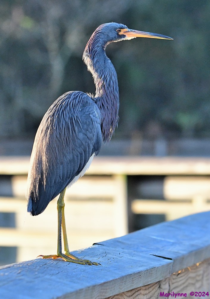 DSC_4020_001.JPG