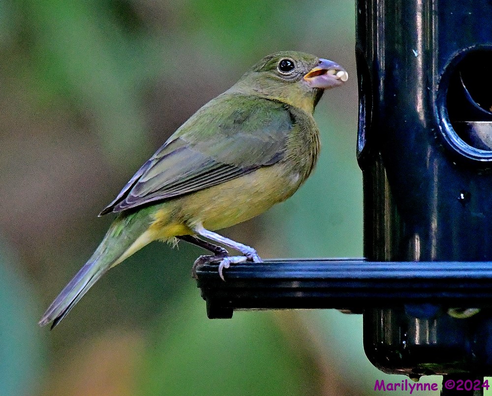 DSC_4021_001.JPG