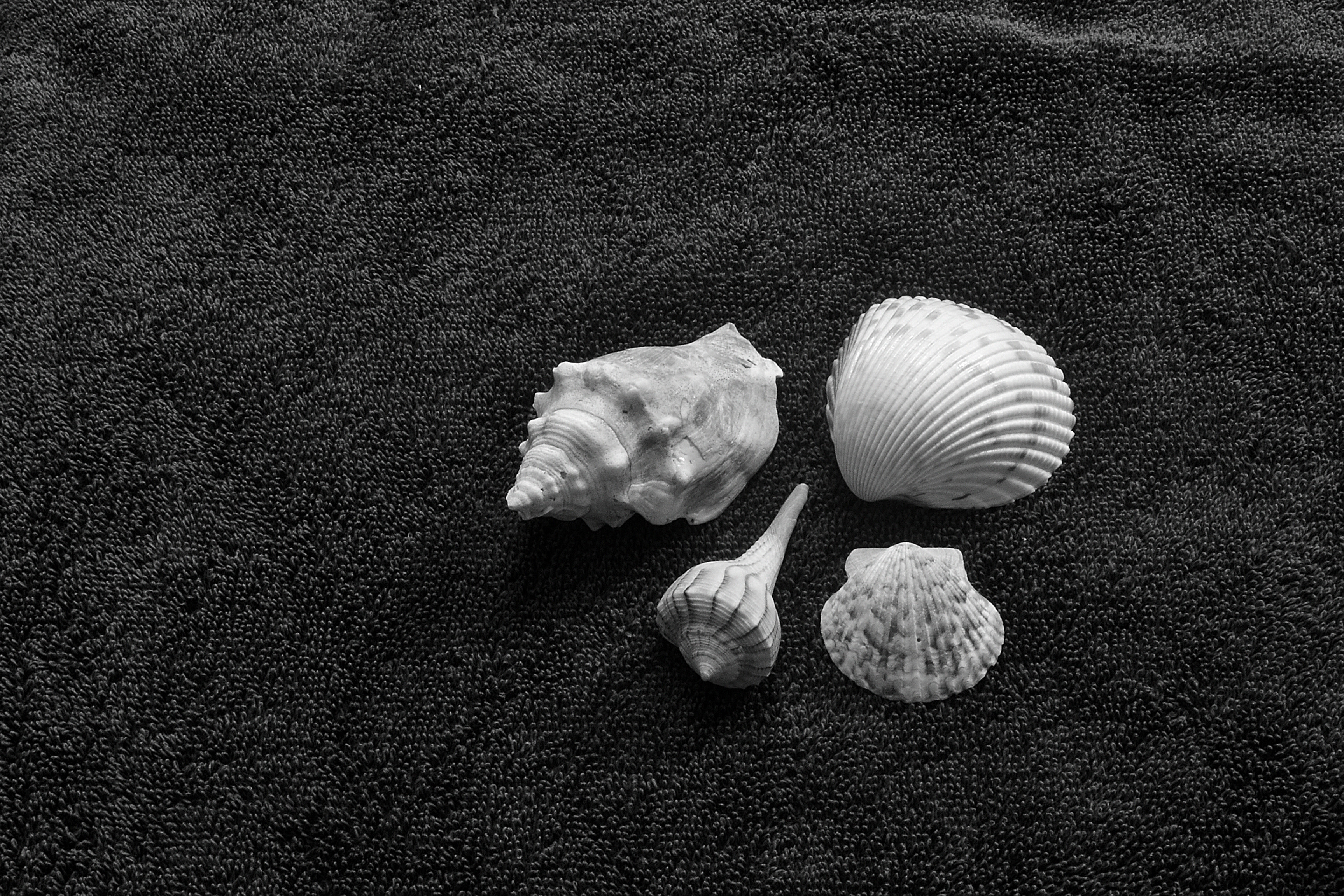 DSC_4024.JPG