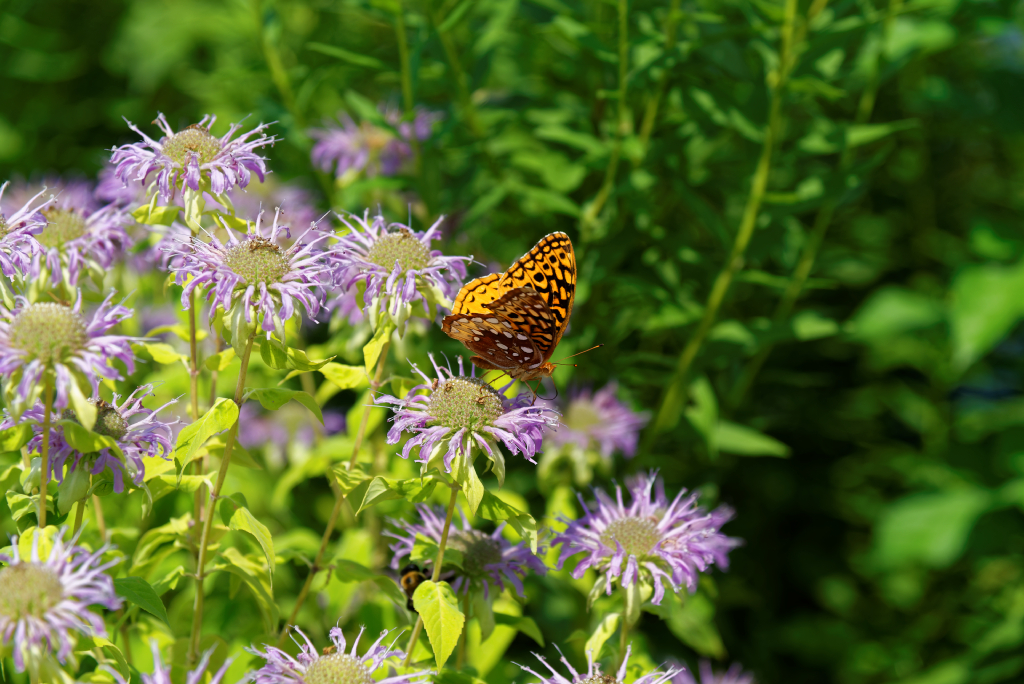 DSC_4024_DxO.jpg