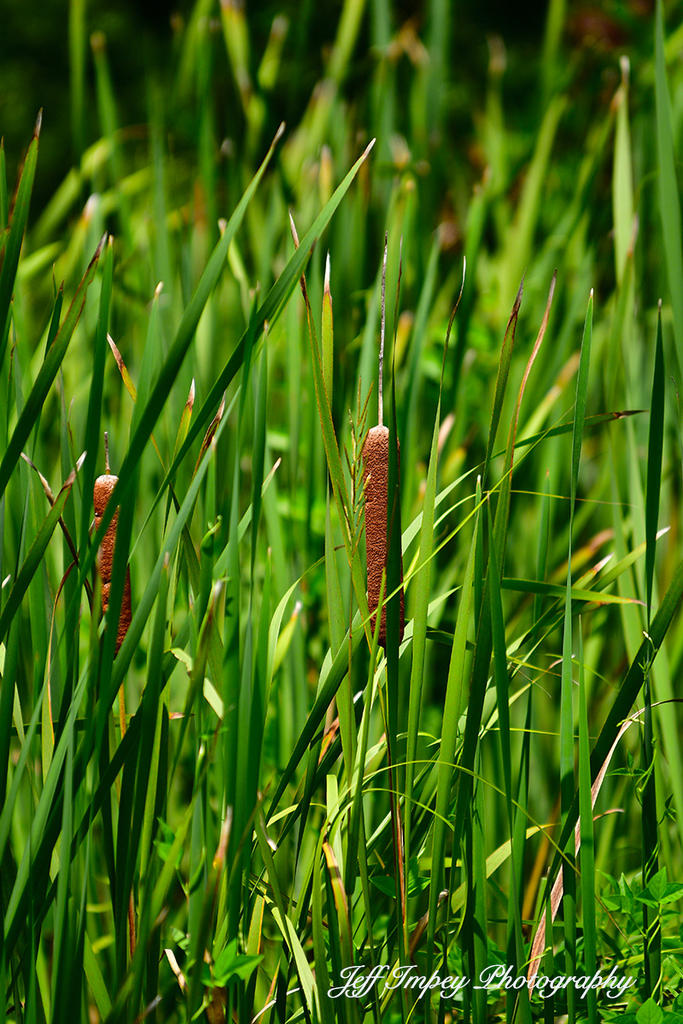 DSC_4025.jpg