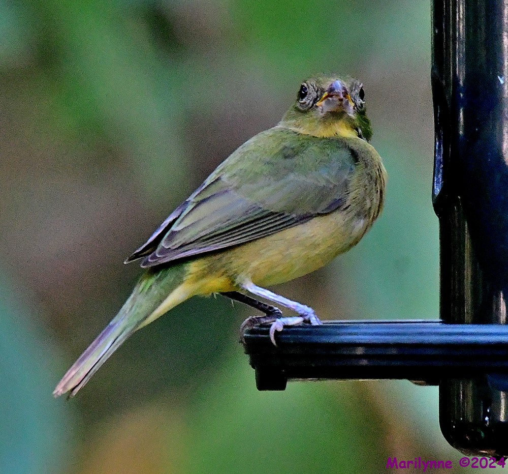 DSC_4025_001.JPG