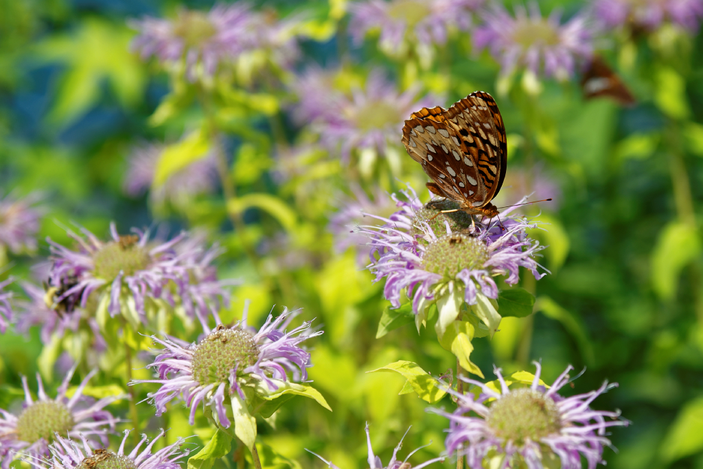 DSC_4025_DxO.jpg