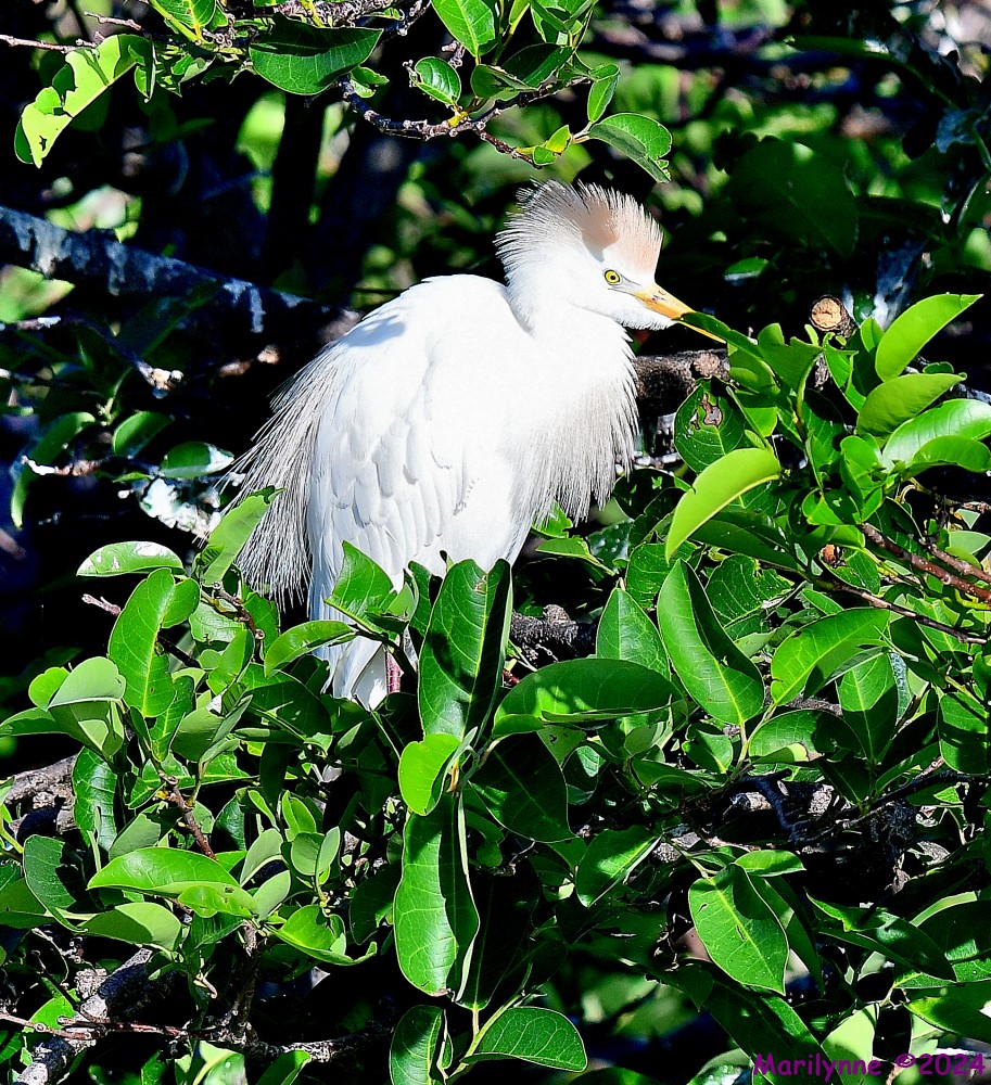 DSC_4026_001.JPG