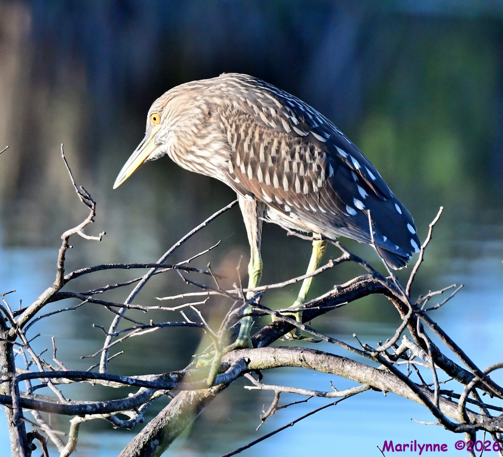DSC_4026_001.JPG
