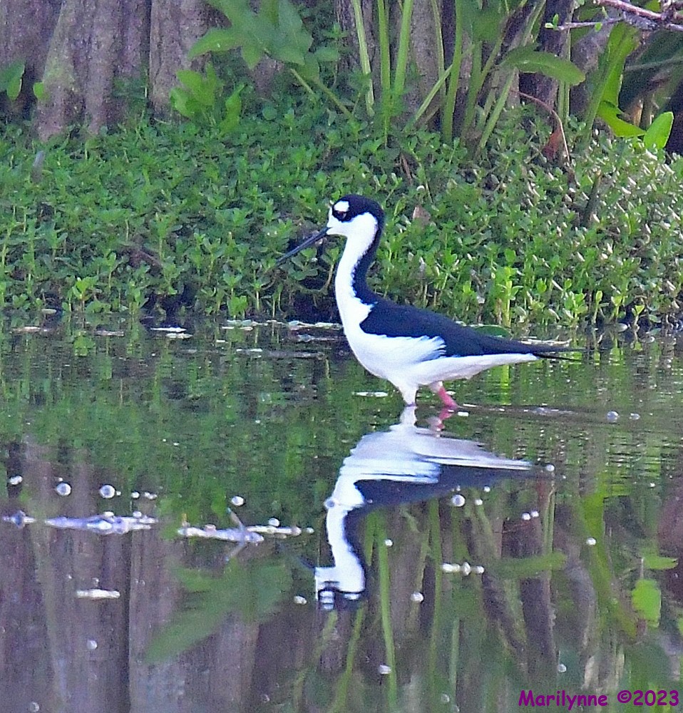 DSC_4027_001.JPG