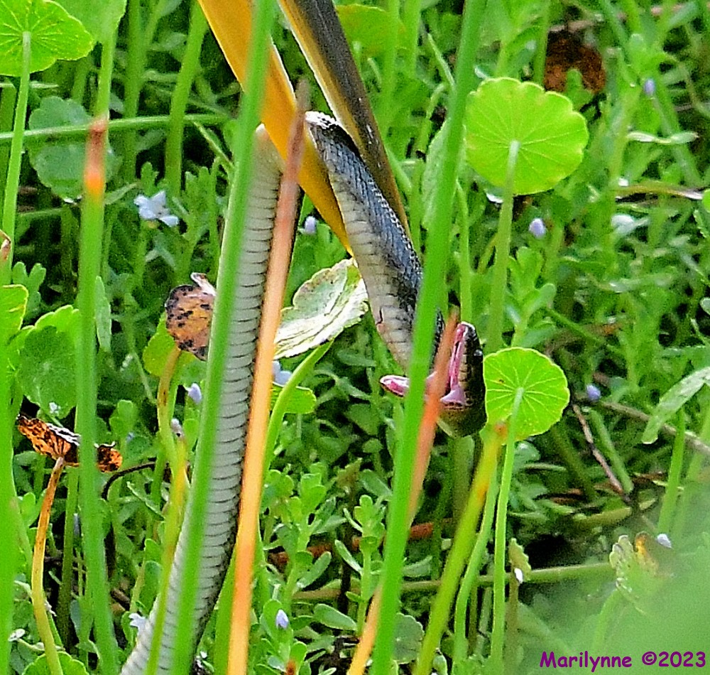 DSC_4027_001.JPG