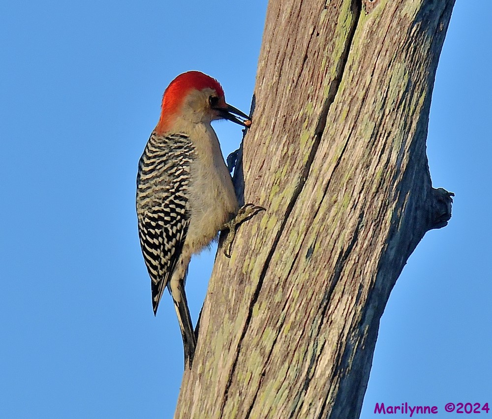 DSC_4027_001.JPG