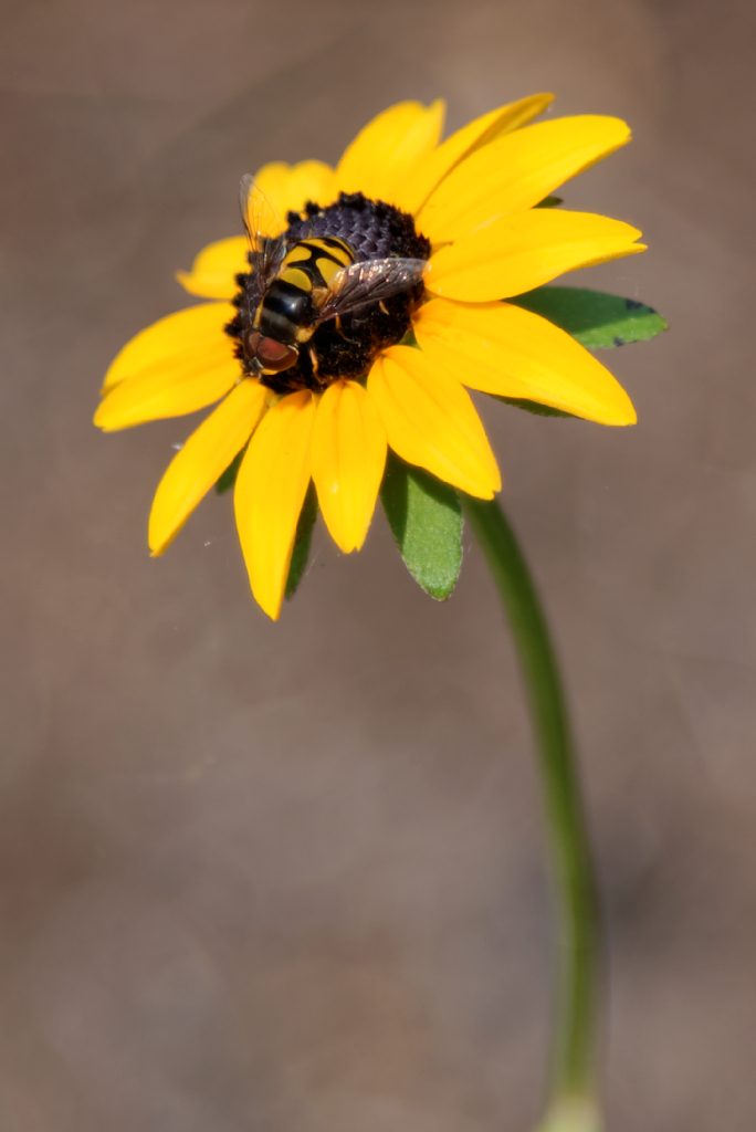 DSC_4028_DxO.jpg