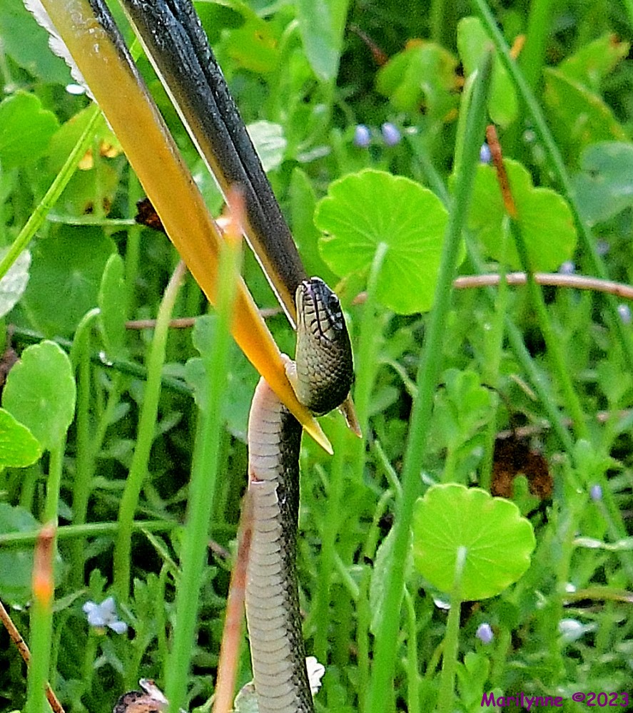 DSC_4030_001.JPG