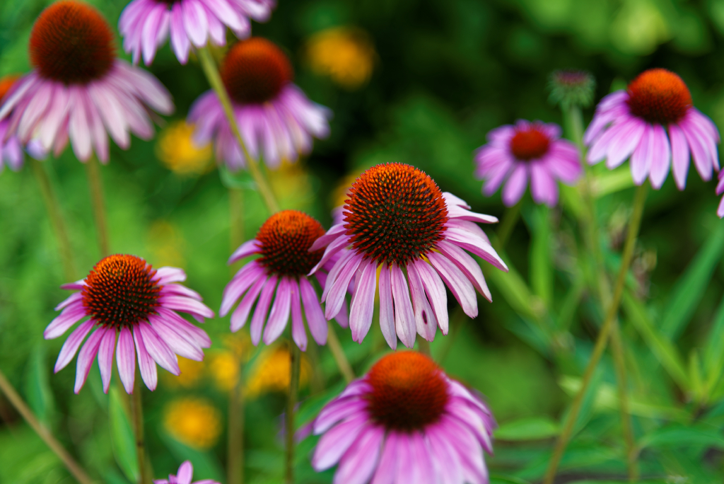 DSC_4030_DxO.jpg