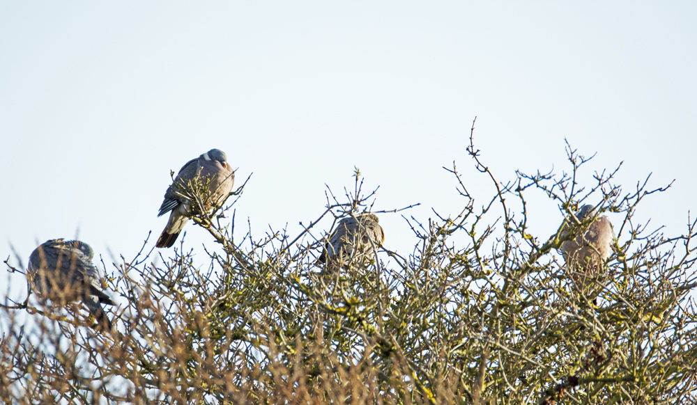 DSC_4031.jpg
