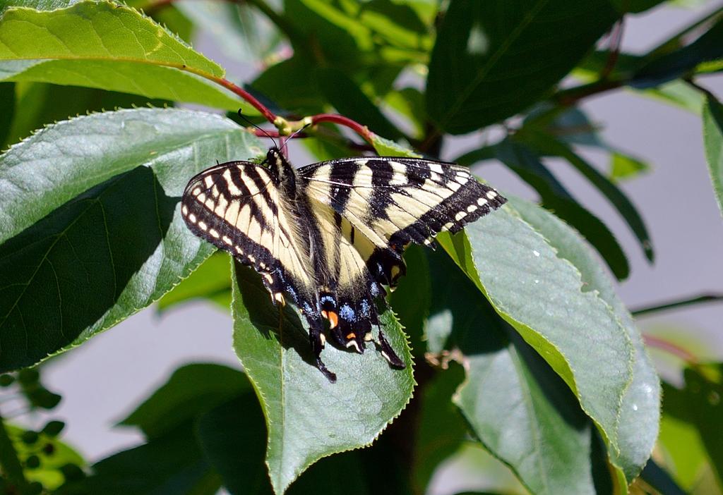 DSC_4031.jpg
