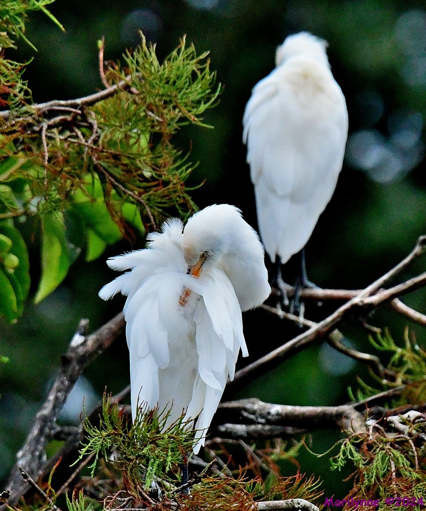 DSC_4031_001.JPG