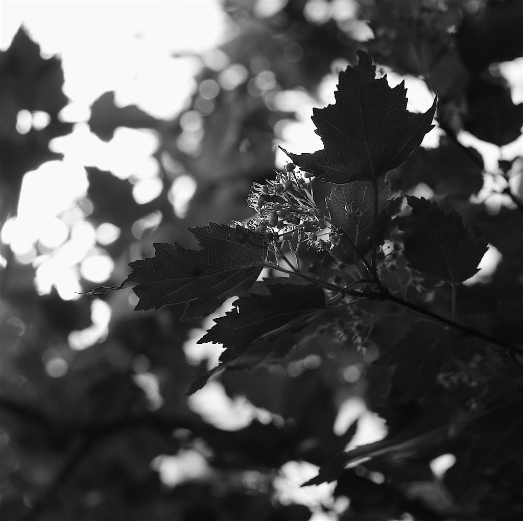 DSC_4034 - copiefull.jpg