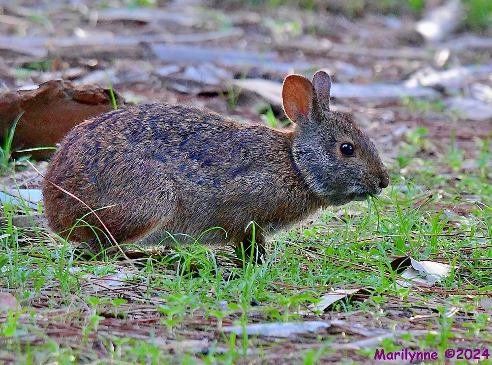 DSC_4034_001.JPG