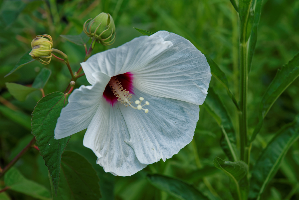 DSC_4035_DxO.jpg