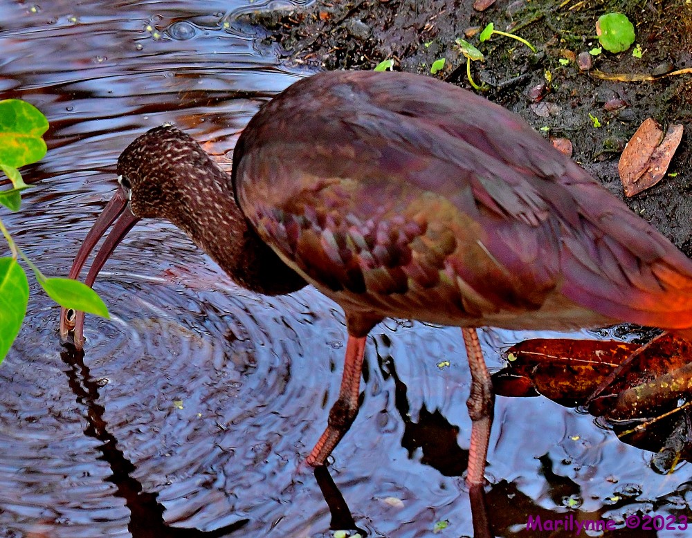 DSC_4036_001.JPG
