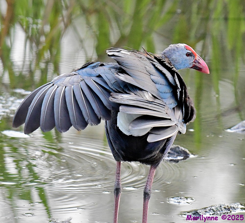 DSC_4037_001.JPG