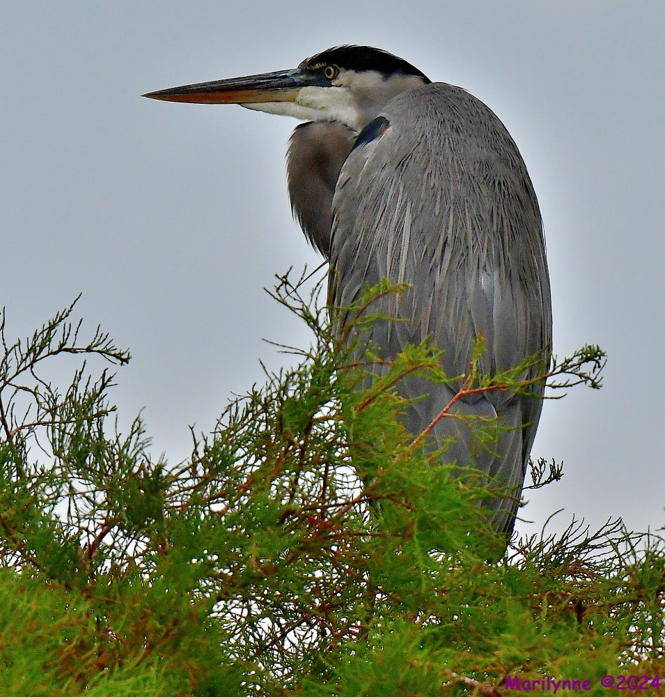 DSC_4037_001_02.JPG