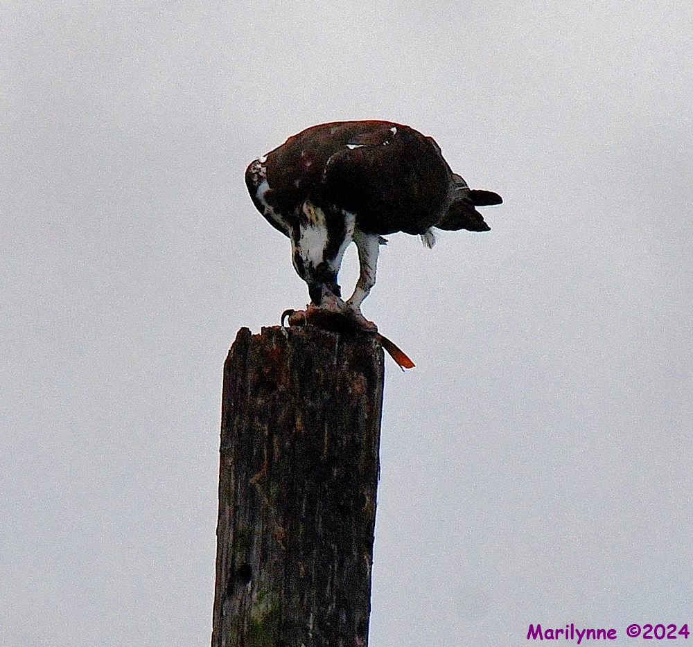 DSC_4038_001.JPG