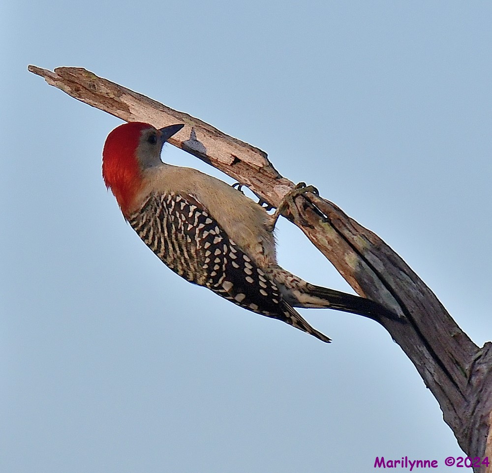 DSC_4039_001.JPG