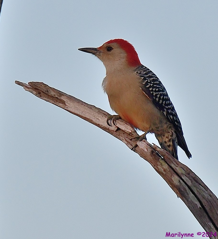 DSC_4040_001.JPG