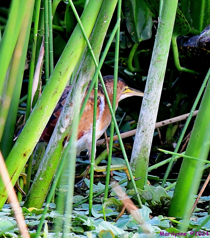 DSC_4041_001.JPG