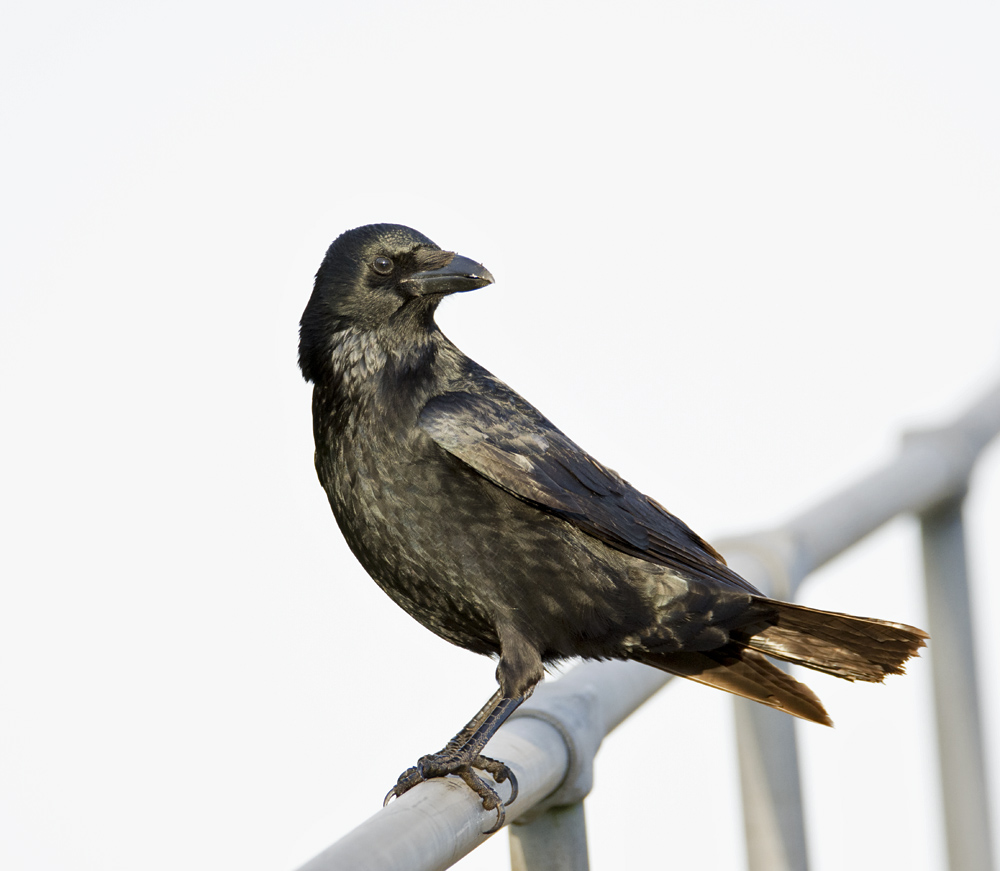 DSC_4042.jpg