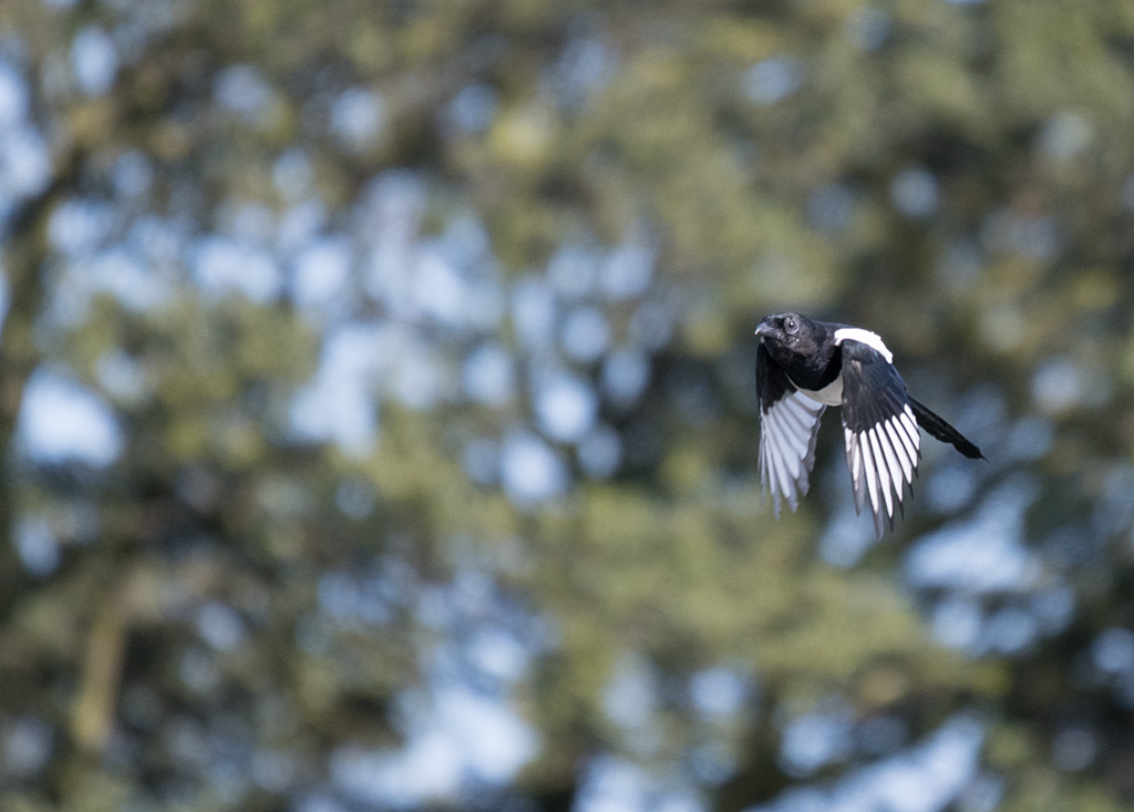 DSC_4045.jpg