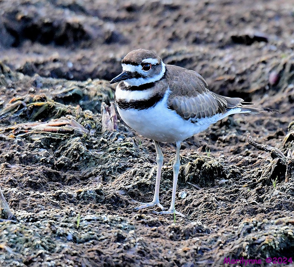DSC_4045_001.JPG