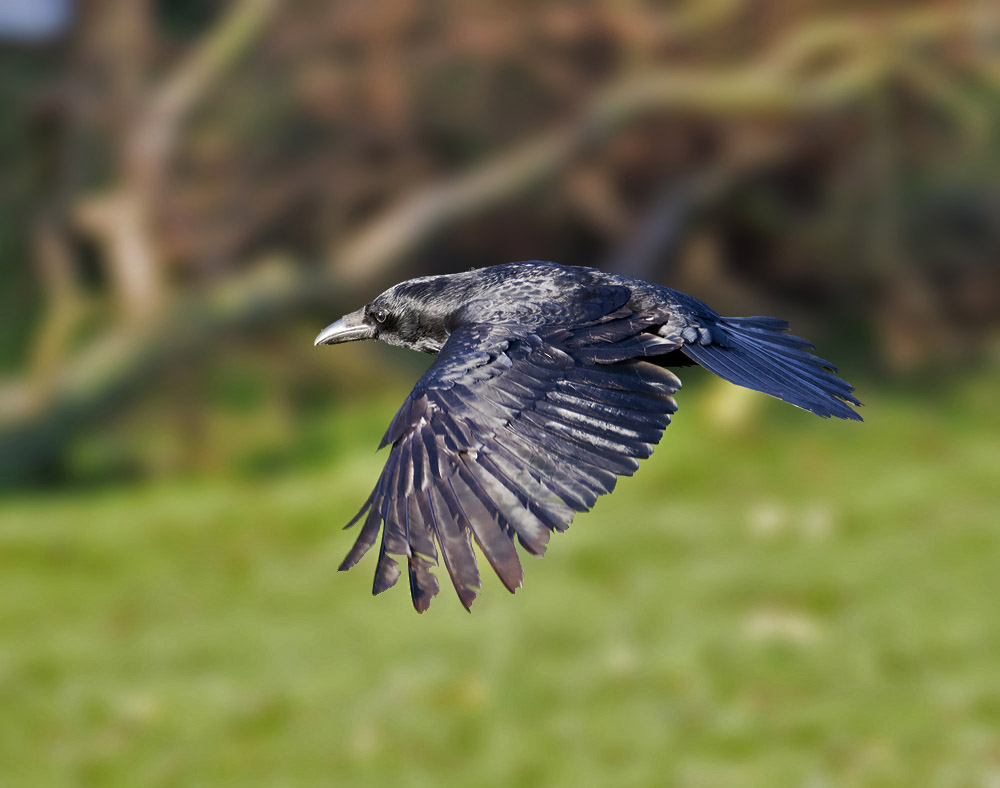 dsc_4045_23955148410_o.jpg