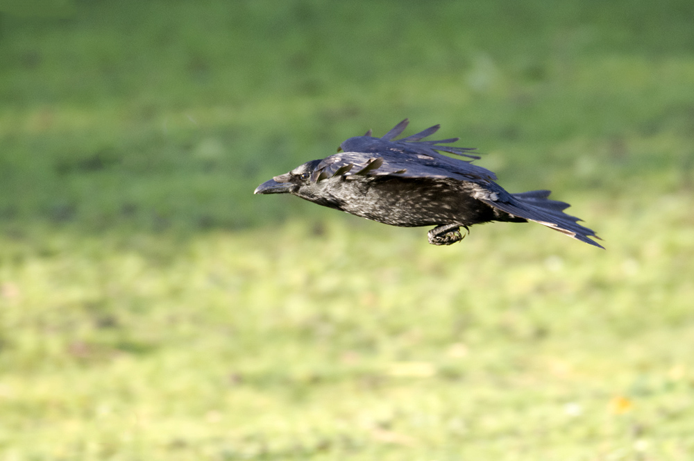 DSC_4047.jpg