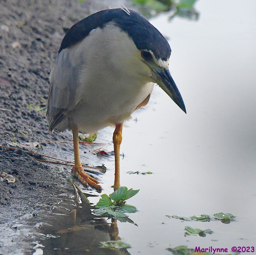 DSC_4047_001.JPG