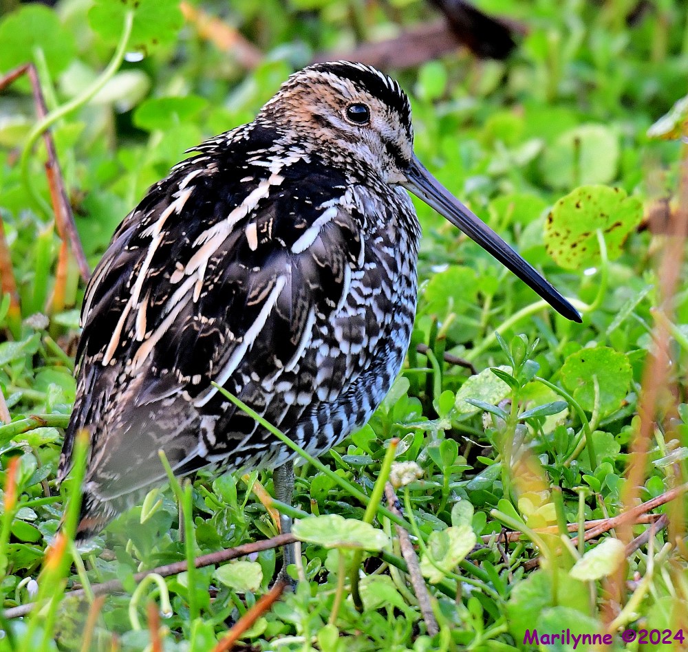 DSC_4048_001.JPG