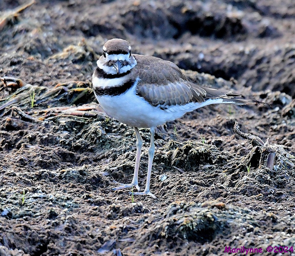 DSC_4049_001.JPG
