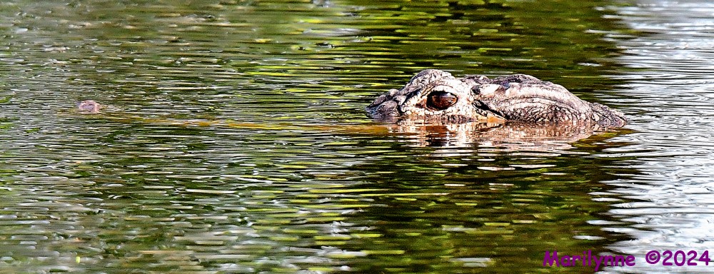 DSC_4051_001.JPG