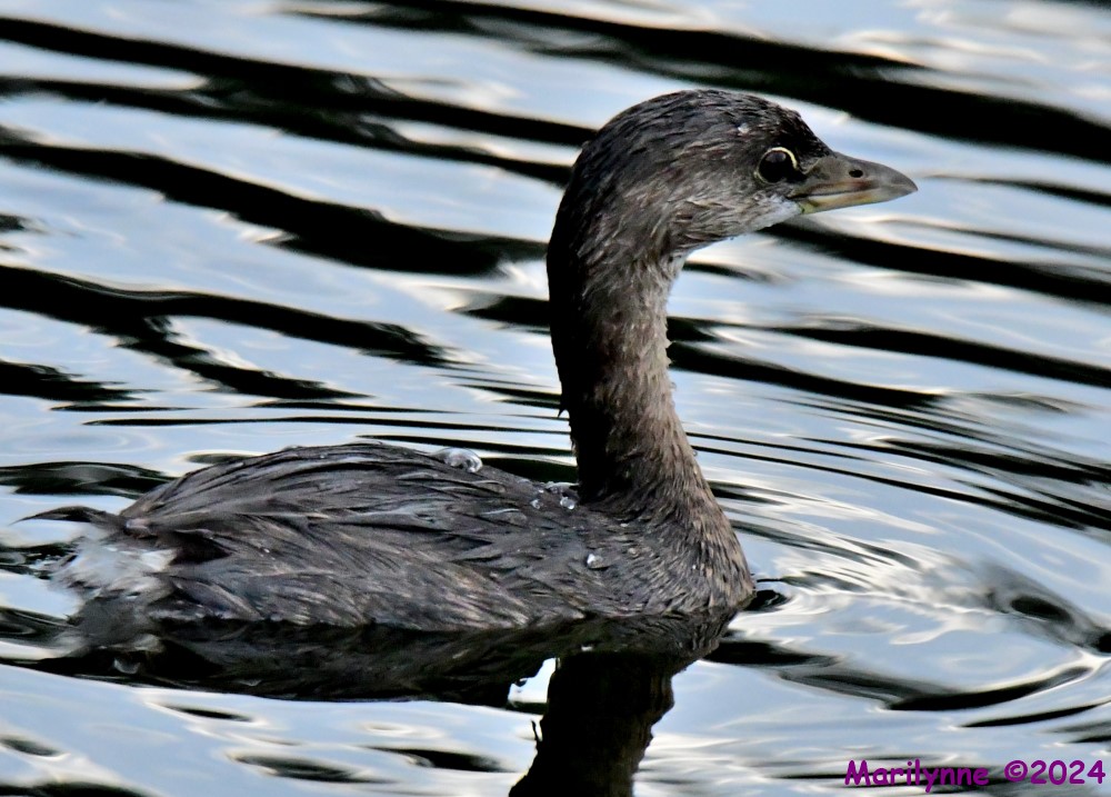 DSC_4053_001.JPG