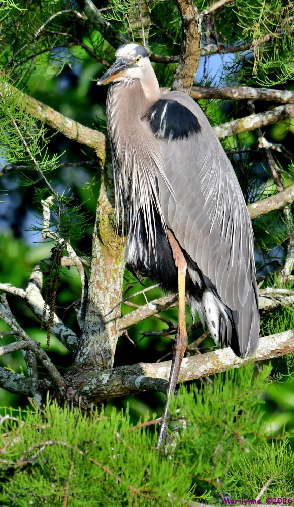 DSC_4053_001.JPG