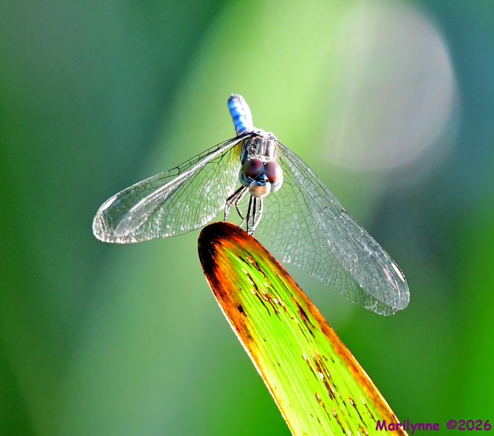 DSC_4055_001.JPG